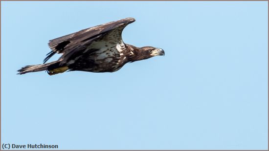 Missing Image: i_0015.jpg - Juvenile Eagle in flight