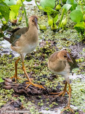 Missing Image: i_0020.jpg - Young Purple Gallinules