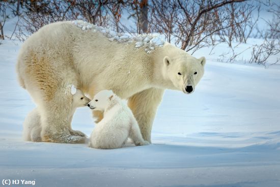 Missing Image: i_0002.jpg - Mom and Cubs