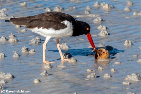 Missing Image: i_0023.jpg - Oystercatcher with a Mollusk