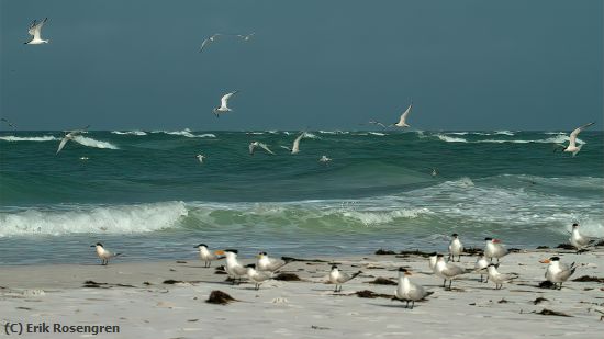 Missing Image: i_0041.jpg - Waves-of-the-Gulf