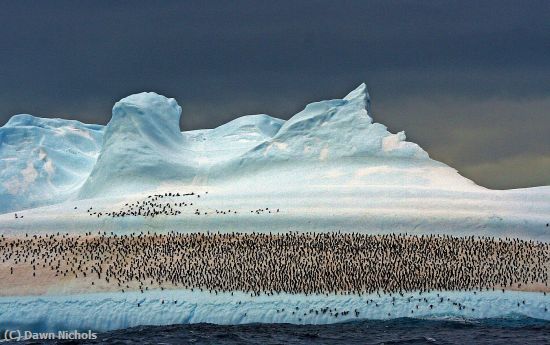 Missing Image: i_0047.jpg - Penguin Colony On Iceberg