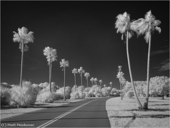 Missing Image: i_0060.jpg - Ft Desoto Palm Trees2