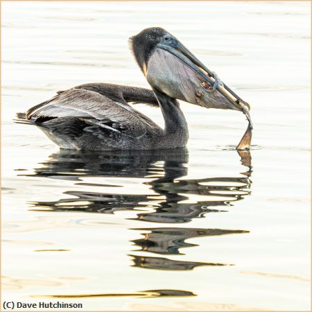 Missing Image: i_0033.jpg - Pelican With Injured Pouch