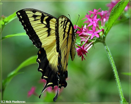 Missing Image: i_0012.jpg - Tiger-Swallowtail