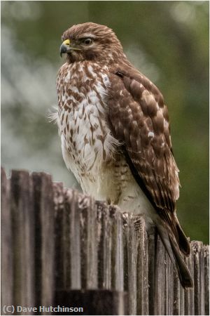 Missing Image: i_0015.jpg - Red Shouldered Hawk
