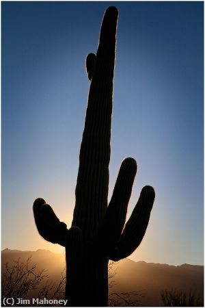 Missing Image: i_0046.jpg - Suguaro Cactus at Sunrise