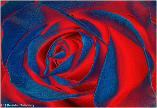 Missing Image: i_0044.jpg - Heart of the Rose Solarized