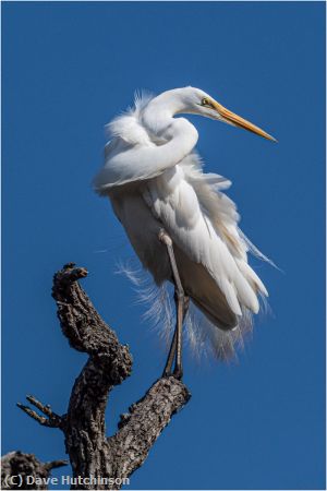 Missing Image: i_0016.jpg - Proud Great Egret