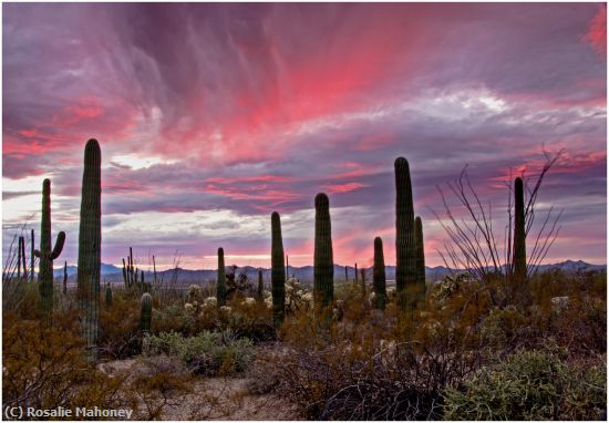 Missing Image: i_0017.jpg - Sunset in Saguaro