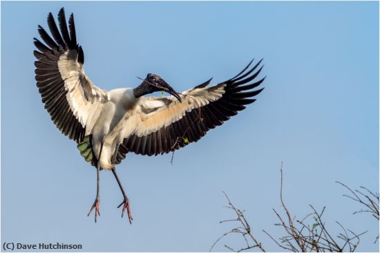 Missing Image: i_0026.jpg - Wood Stork with Nesting Material