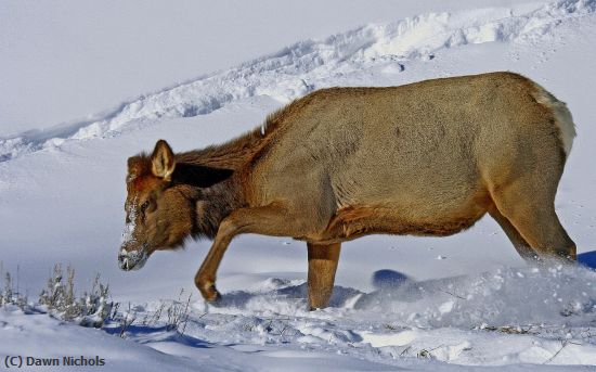 Missing Image: i_0004.jpg - Elk In Winter