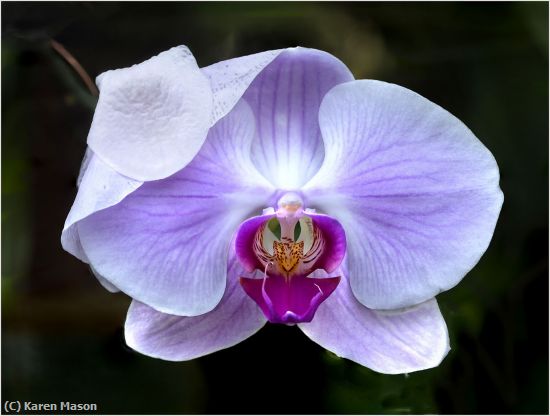 Missing Image: i_0018.jpg - TheOrchid
