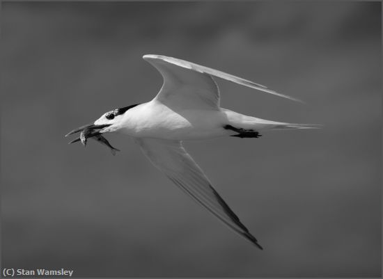Missing Image: i_0066.jpg - Royal-Tern-In-Flight