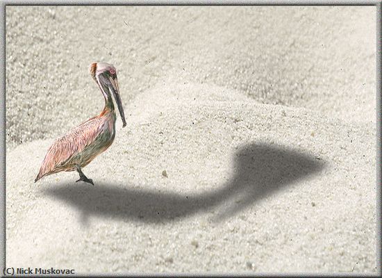 Missing Image: i_0056.jpg - Pelican at the Beach