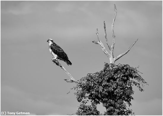 Missing Image: i_0073.jpg - Osprey on the Lookout