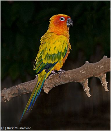 Missing Image: i_0008.jpg - PARROT WITH RED HEAD