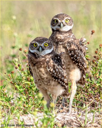 Missing Image: i_0025.jpg - Burrowing Owls