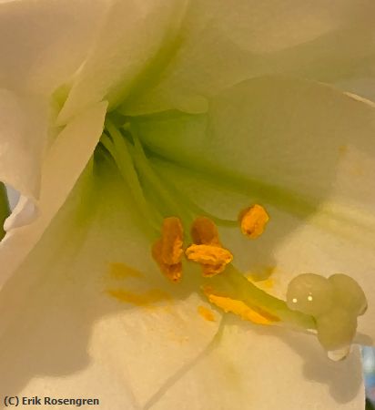Missing Image: i_0039.jpg - Heart-of-the-Easter-Lilly
