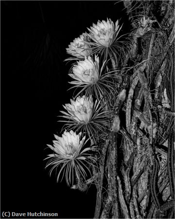 Missing Image: i_0073.jpg - Night Blooming Cereus