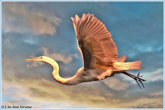 Missing Image: i_0017.jpg - Flying Egret