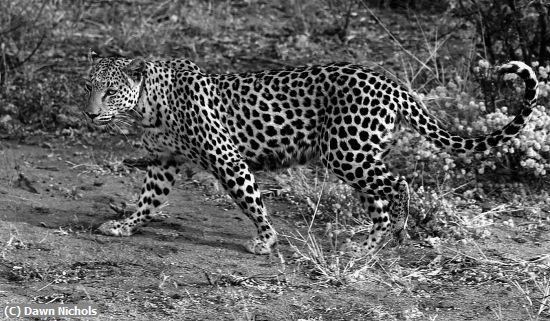 Missing Image: i_0057.jpg - Leopard