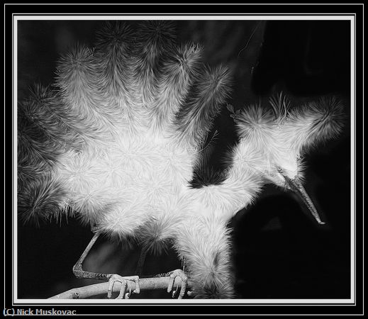 Missing Image: i_0058.jpg - Snowy Egret in FULL PLUMAGE