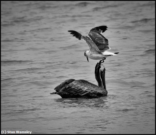 Missing Image: i_0060.jpg - Pelicans-Perch