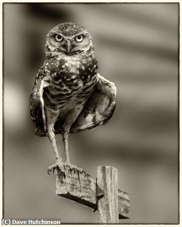 Missing Image: i_0067.jpg - Burrowing Owl