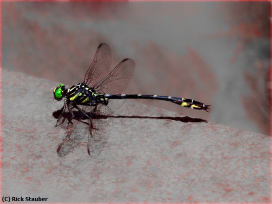 Missing Image: i_0013.jpg - Emerald Dragonfly