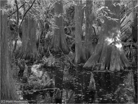 Missing Image: i_0073.jpg - Cypress Swamp