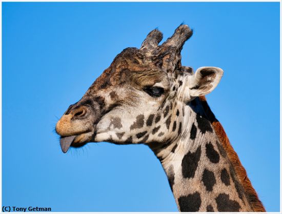 Missing Image: i_0021.jpg - Cheeky Giraffe