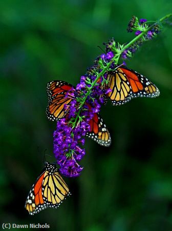 Missing Image: i_0028.jpg - Monarchs