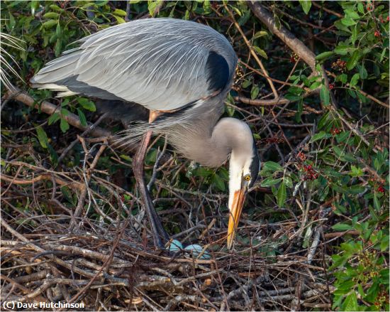 Missing Image: i_0038.jpg - Great Blue Heron with eggs