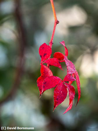 Missing Image: i_0042.jpg - Red Leaves