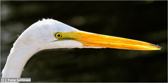 Missing Image: i_0057.jpg - Great White Egret Up Close