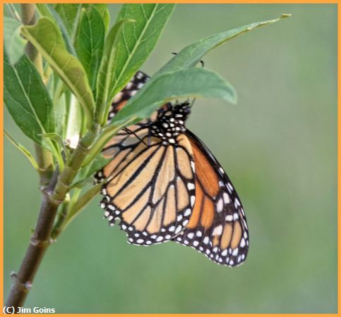 Missing Image: i_0016.jpg - Monarch-Butterfly