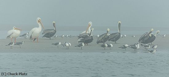 Missing Image: i_0031.jpg - Pelicans in Fog