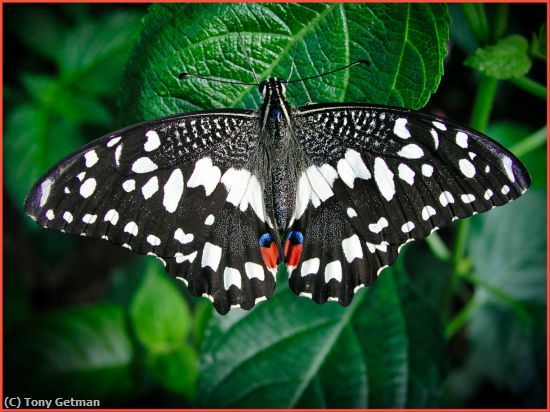 Missing Image: i_0050.jpg - Common Lime Butterfly