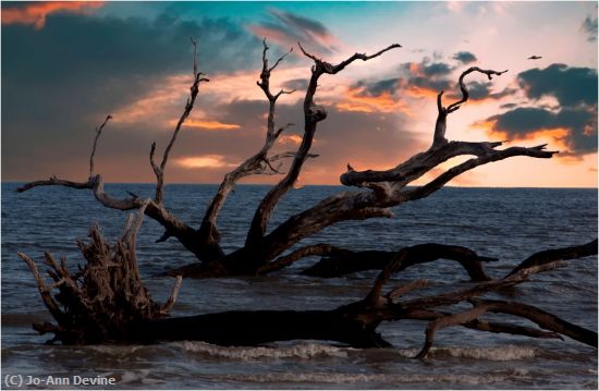 Missing Image: i_0052.jpg - Driftwood Beach Sunset