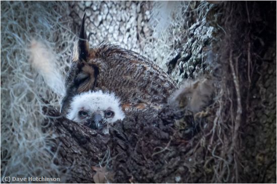 Missing Image: i_0056.jpg - Newborn Owlet & Mom
