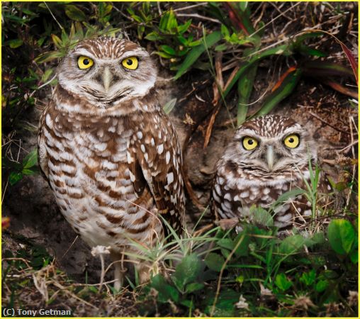 Missing Image: i_0003.jpg - Burrowing Owls Guard Their Home
