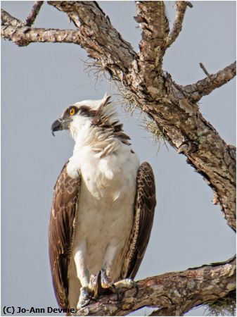 Missing Image: i_0008.jpg - Merritt Island Osprey
