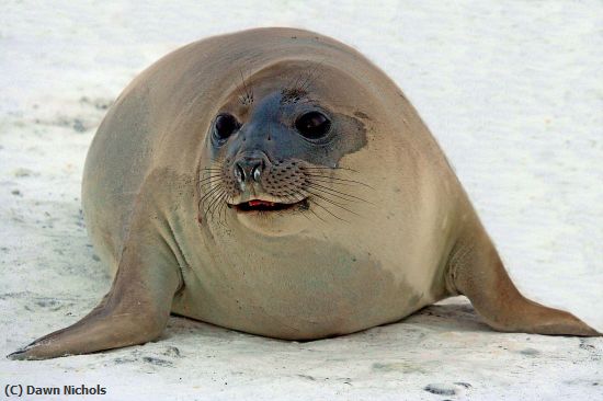 Missing Image: i_0018.jpg - Young Seal