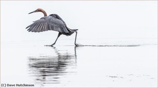 Missing Image: i_0035.jpg - Reddish Egret Walking on Water