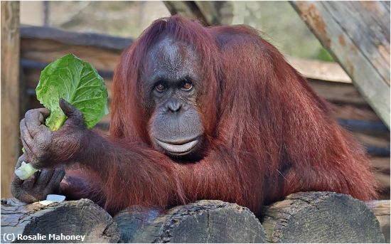 Missing Image: i_0017.jpg - Orangutan at Feeding Time
