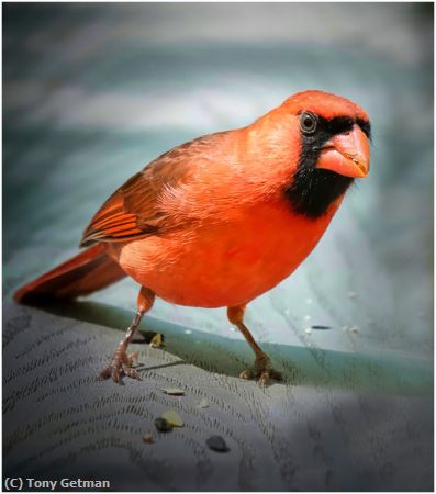 Missing Image: i_0024.jpg - Cardinal Has a Question