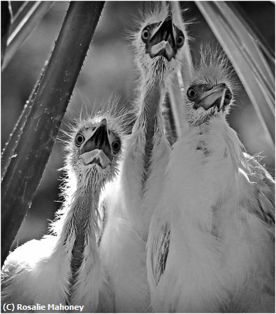 Missing Image: i_0062.jpg - Three Chicks