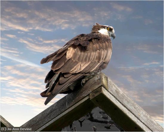 Missing Image: i_0005.jpg - Osprey Guarding Nest