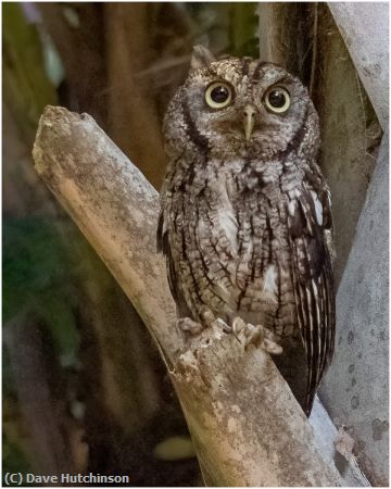 Missing Image: i_0020.jpg - Big Eyed Screech Owl
